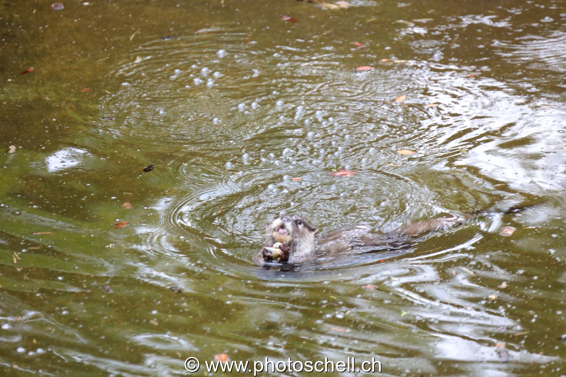Loutre