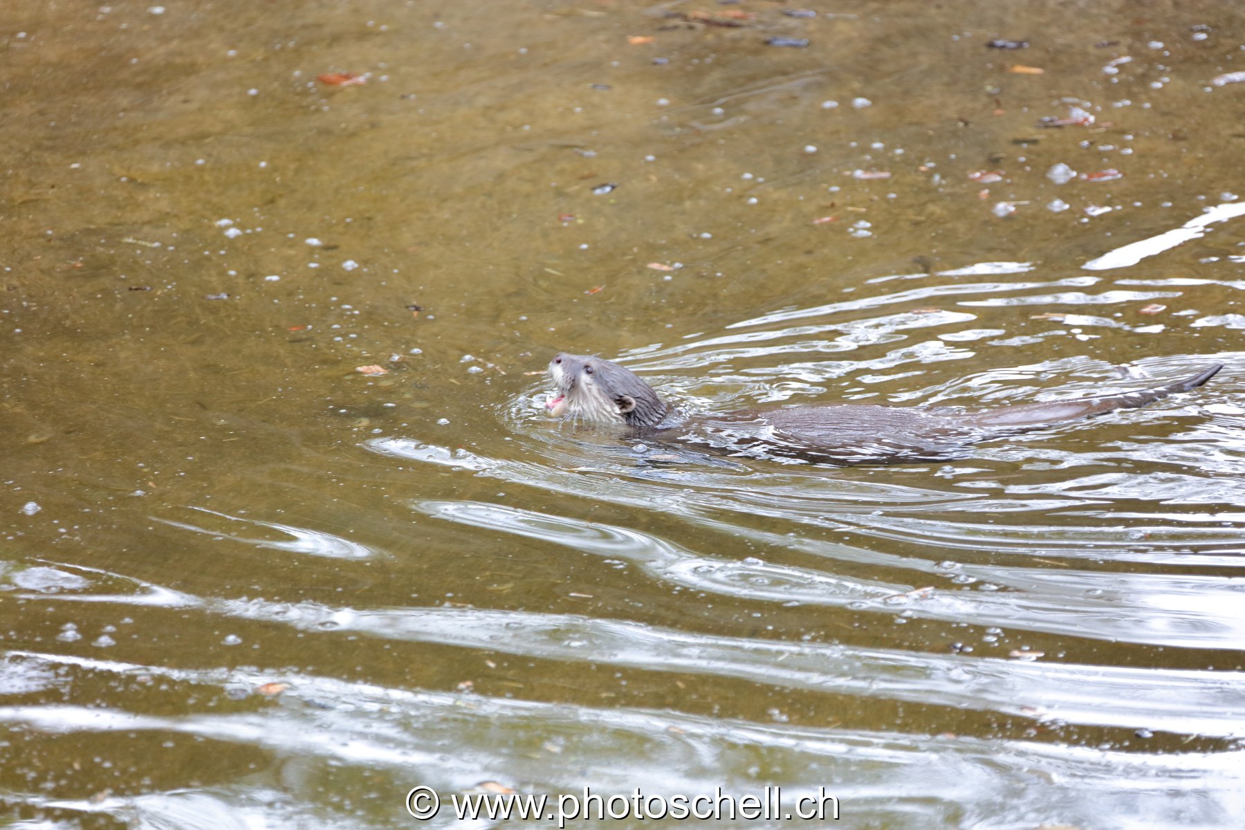 Loutre