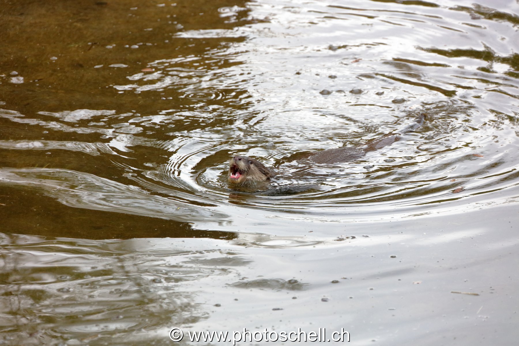 Loutre