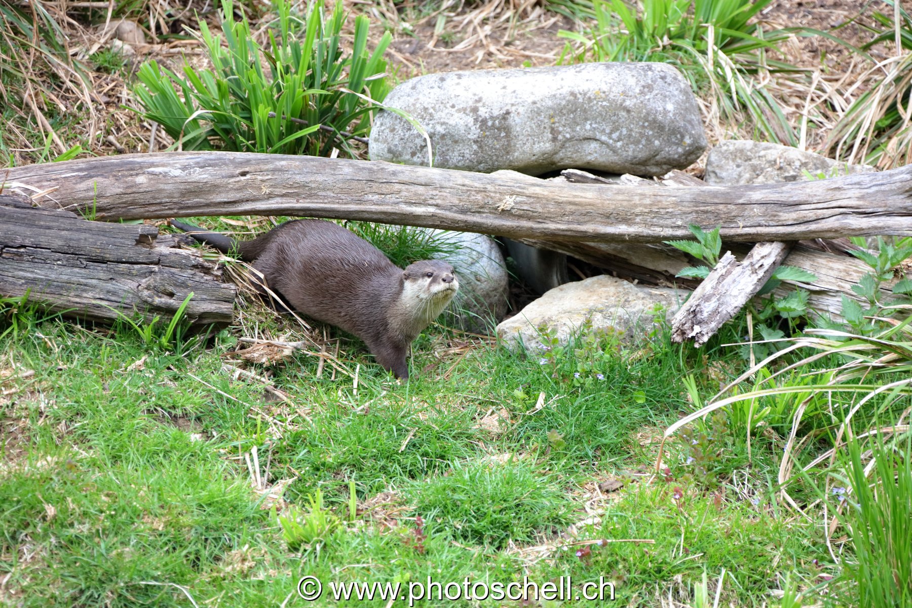Loutre