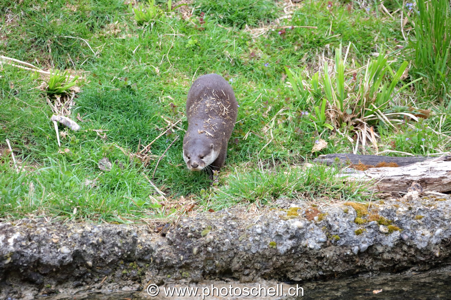 Loutre
