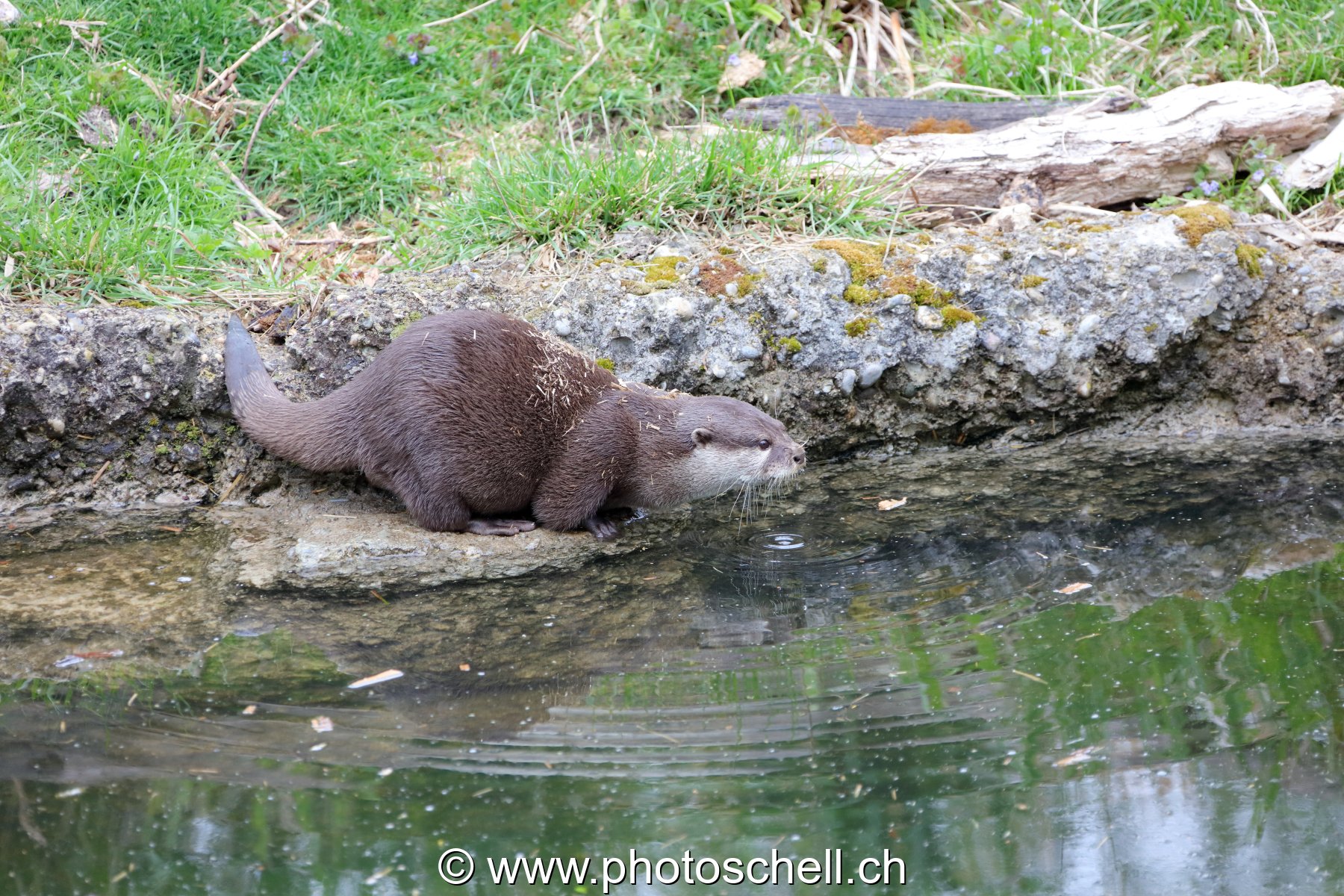 Loutre