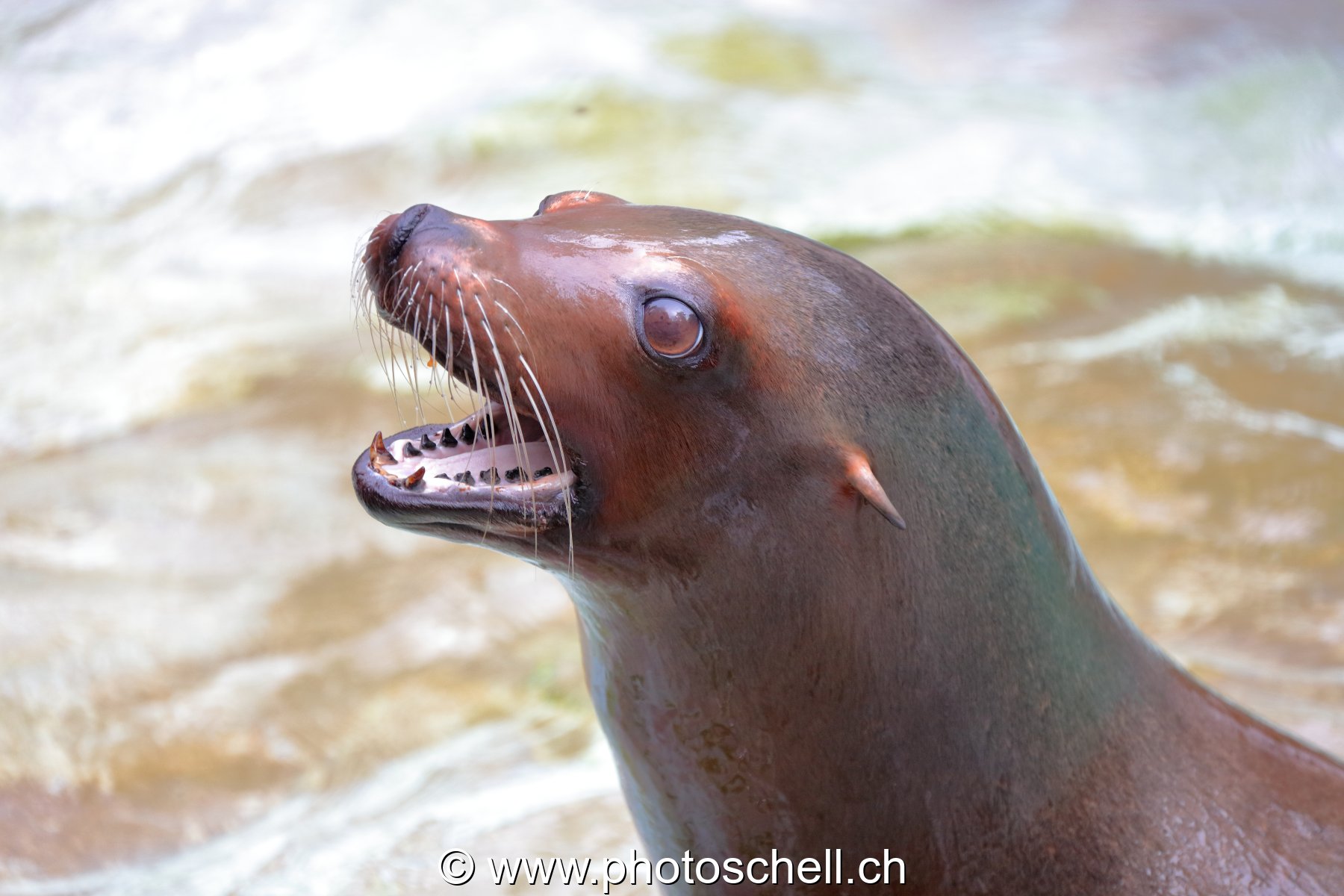 Ottarie