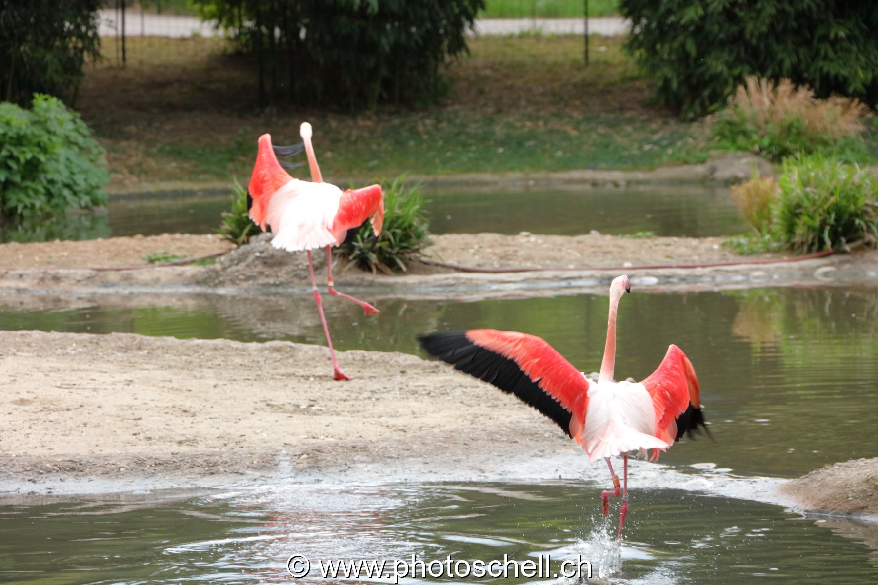 Flamands