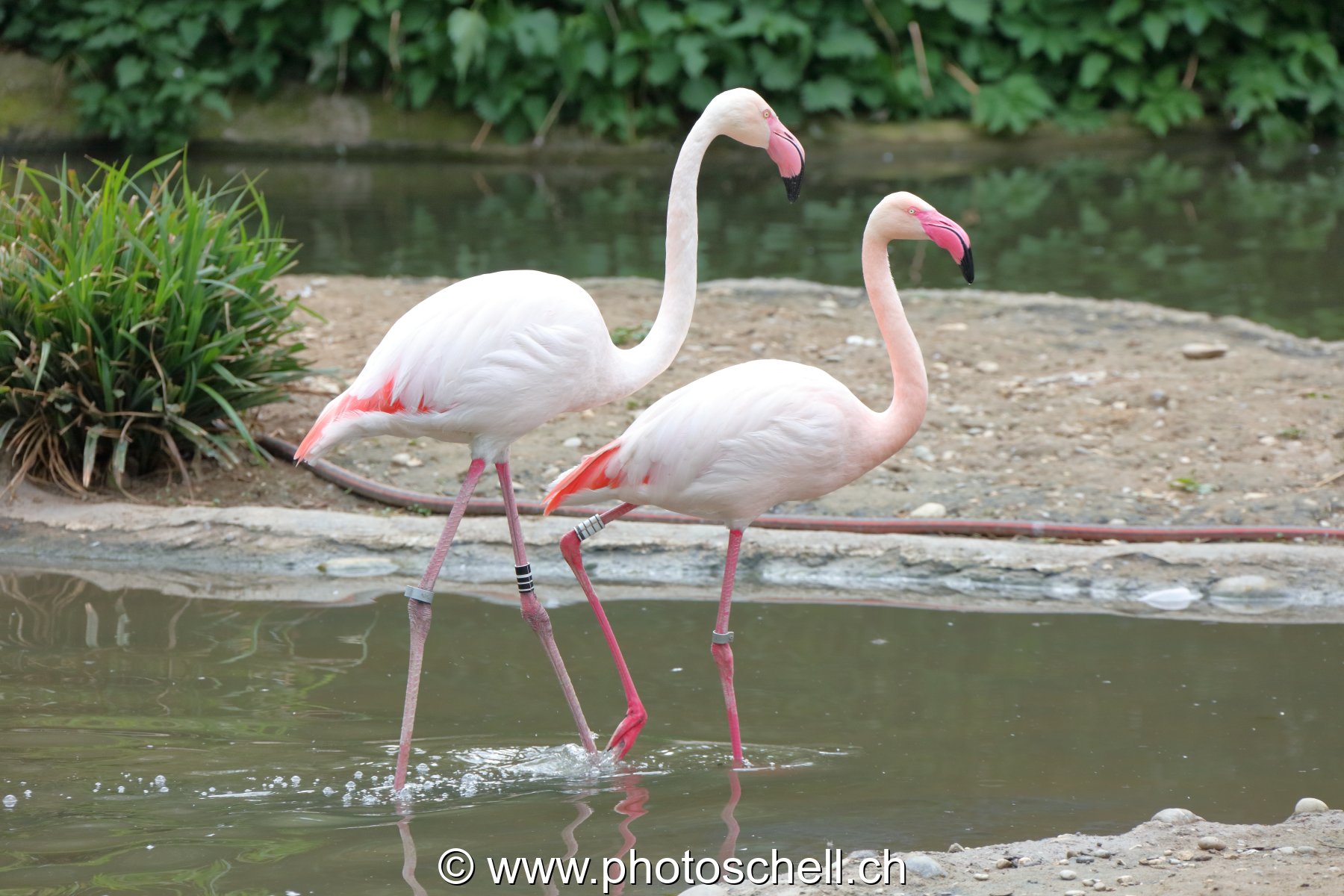 Flamands