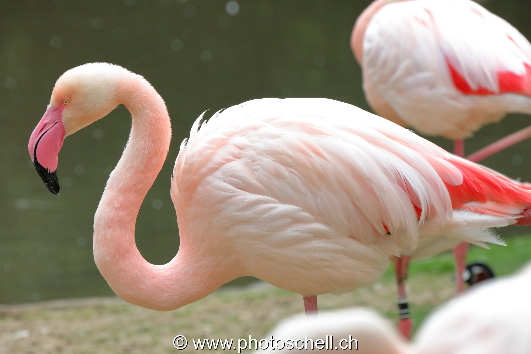 Flamands