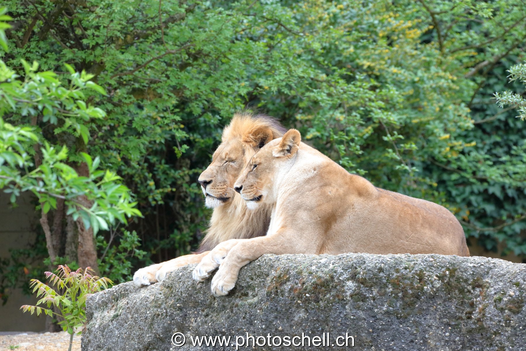 Lion et sa lionne