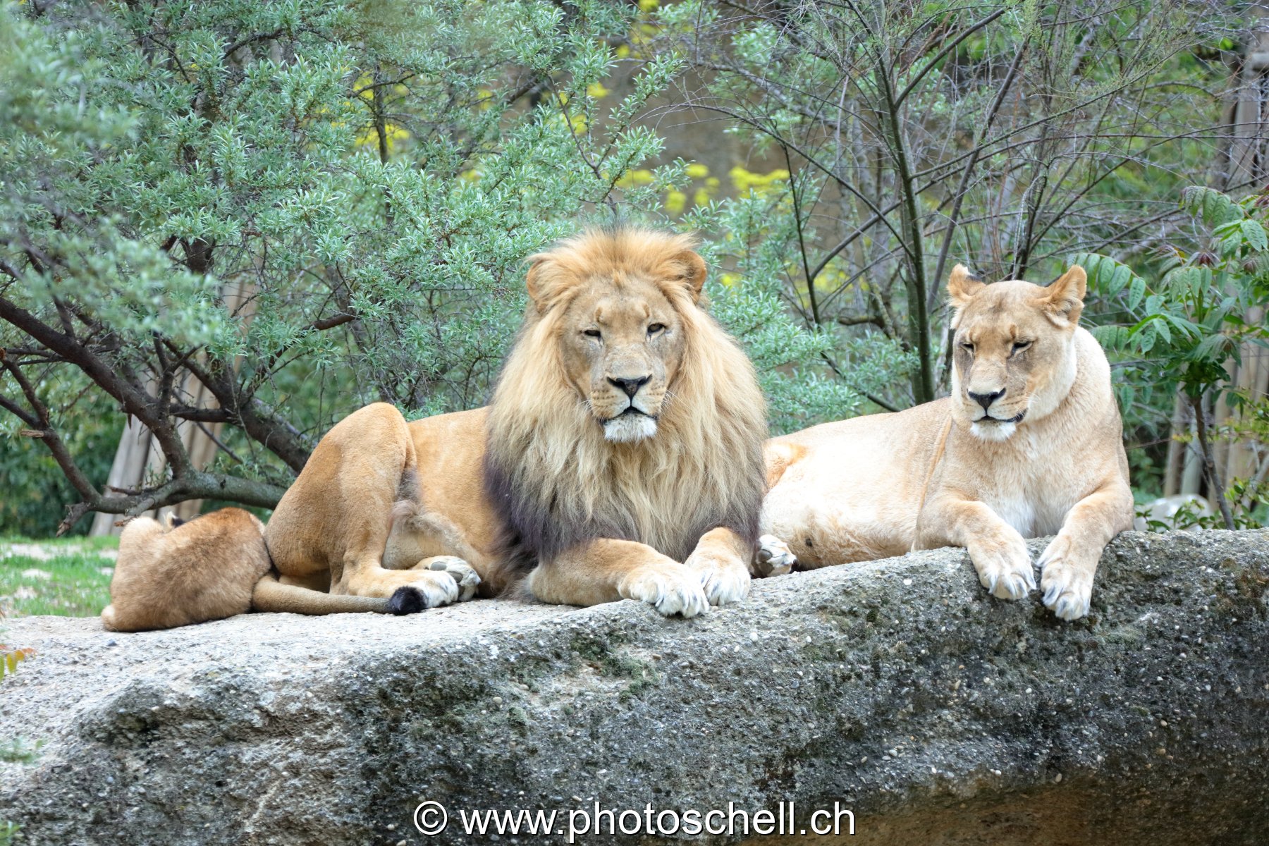 Lion et sa lionne