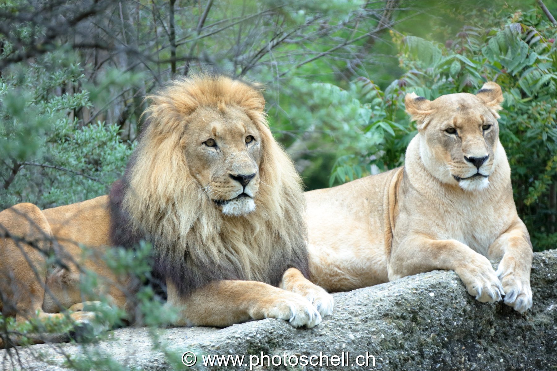 Lion et sa lionne