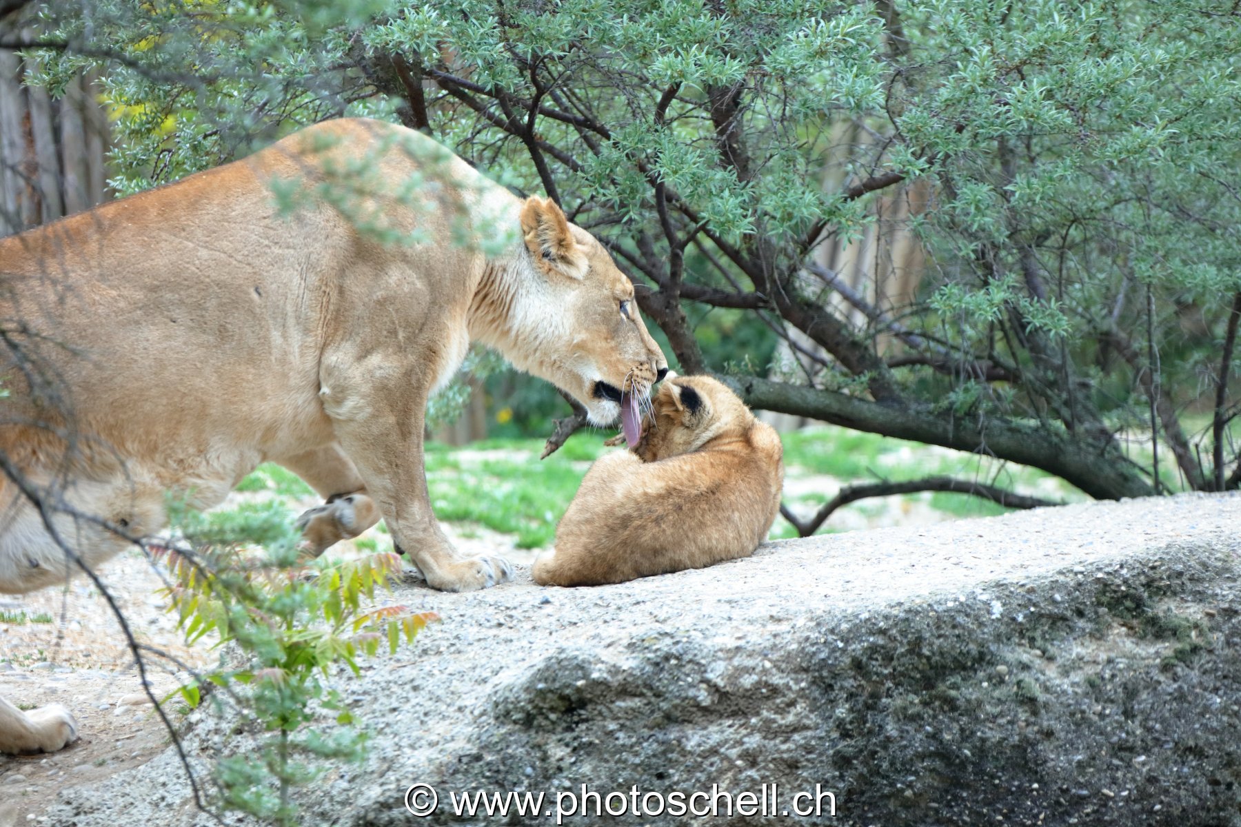 Lionne et son lionceau