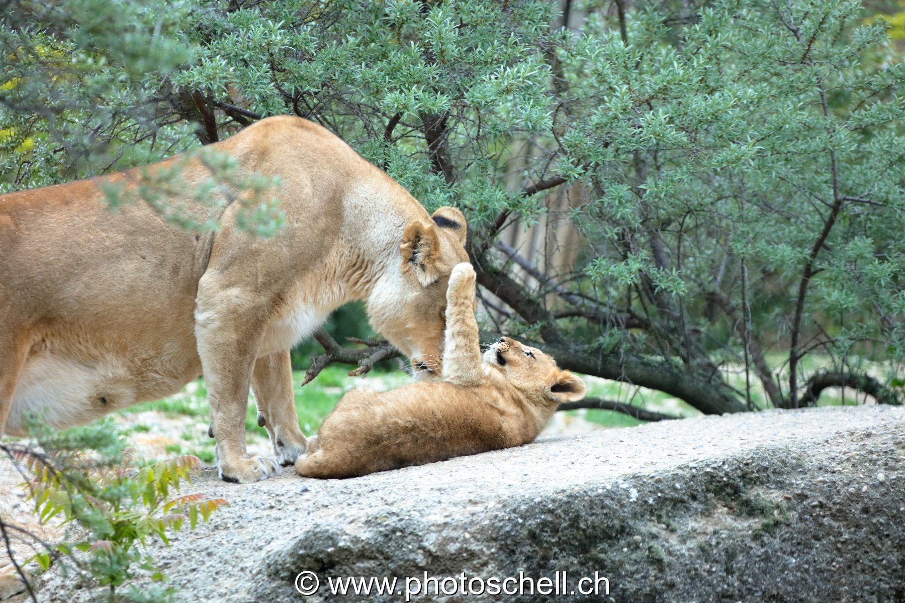 Lionne et son lionceau