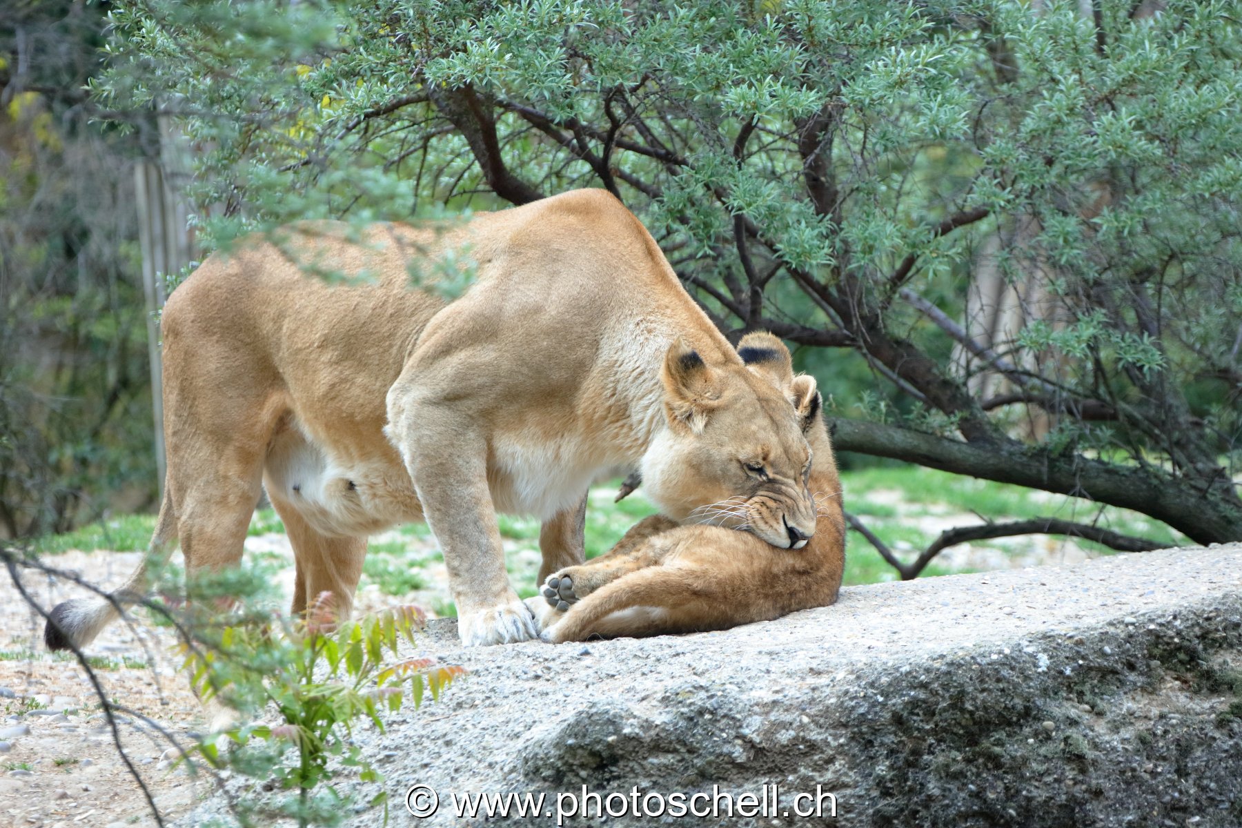 Lionne et son lionceau