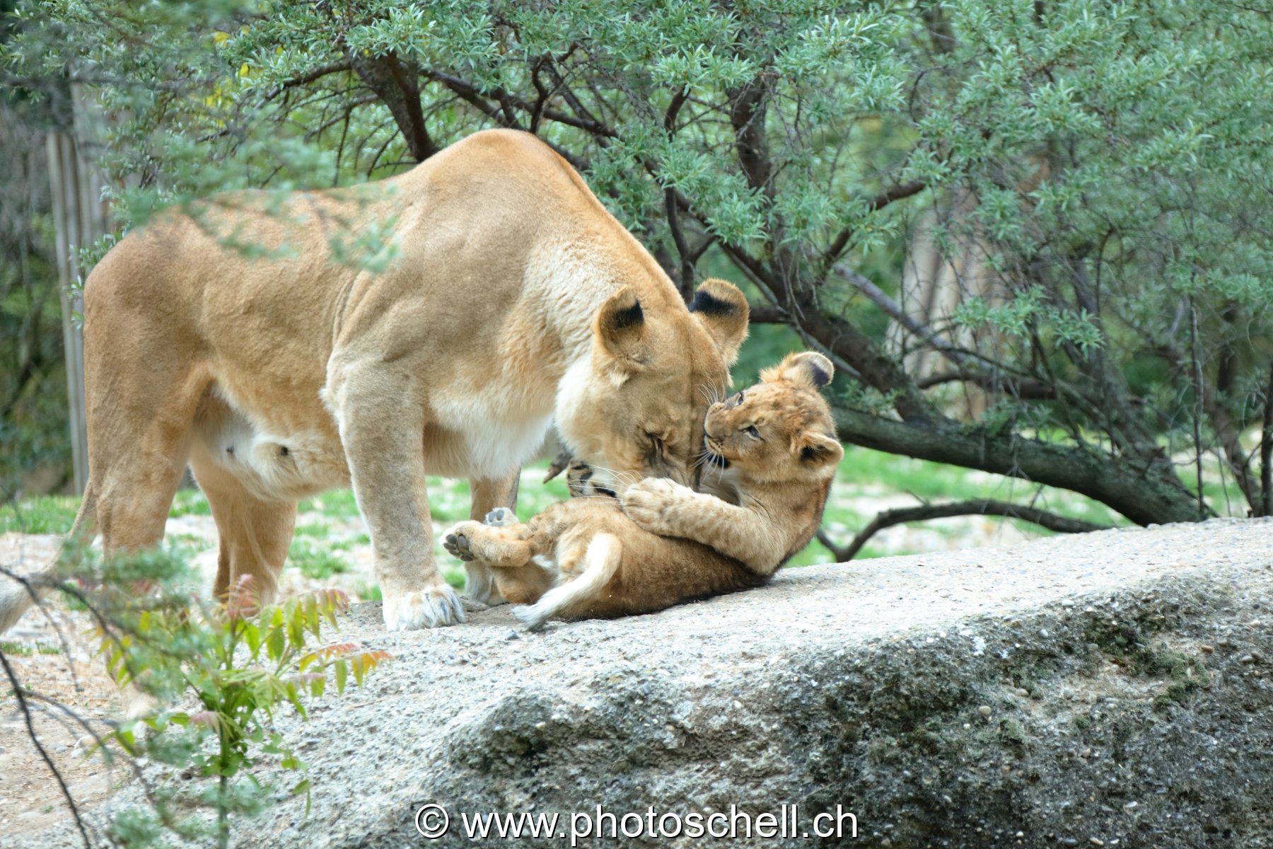 Lionne et son lionceau