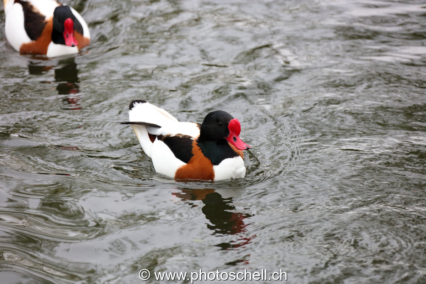 Canard à becs rouge