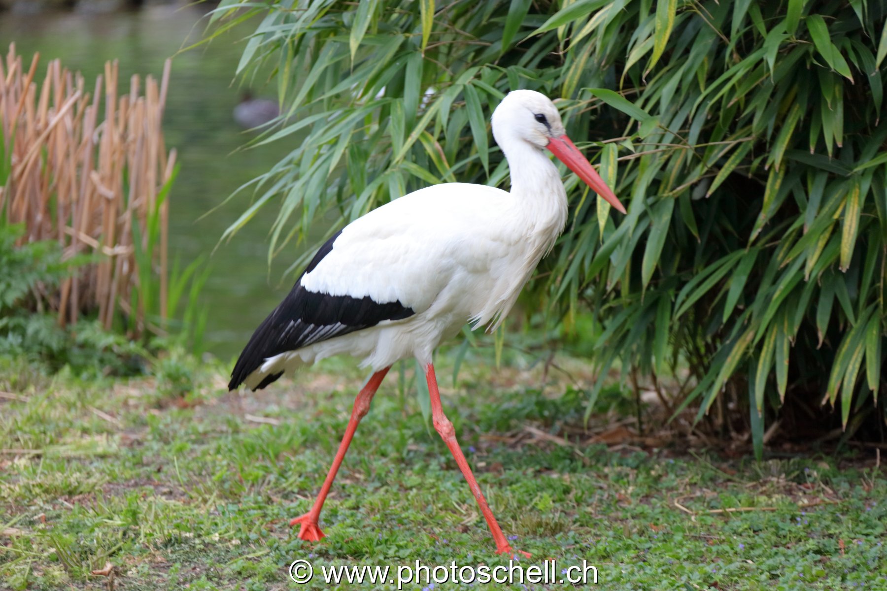 Cigogne