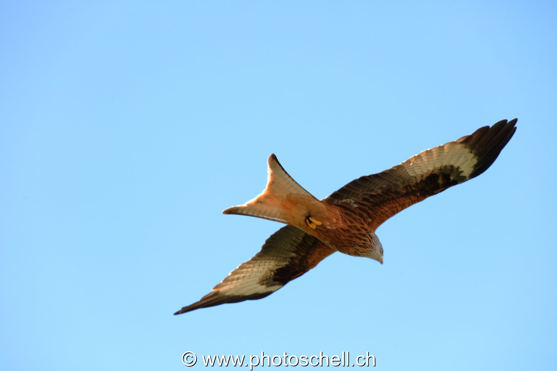 Epervier