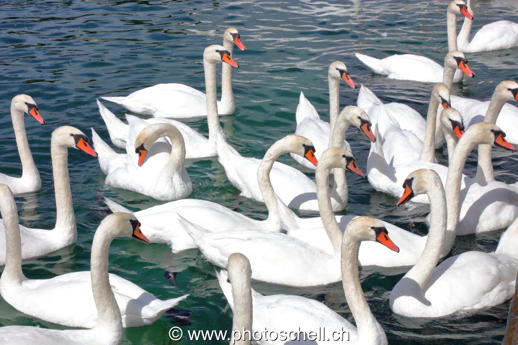 Cygnes