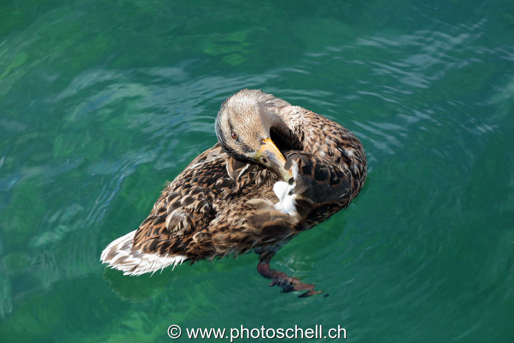 Canard se laquant les plumes