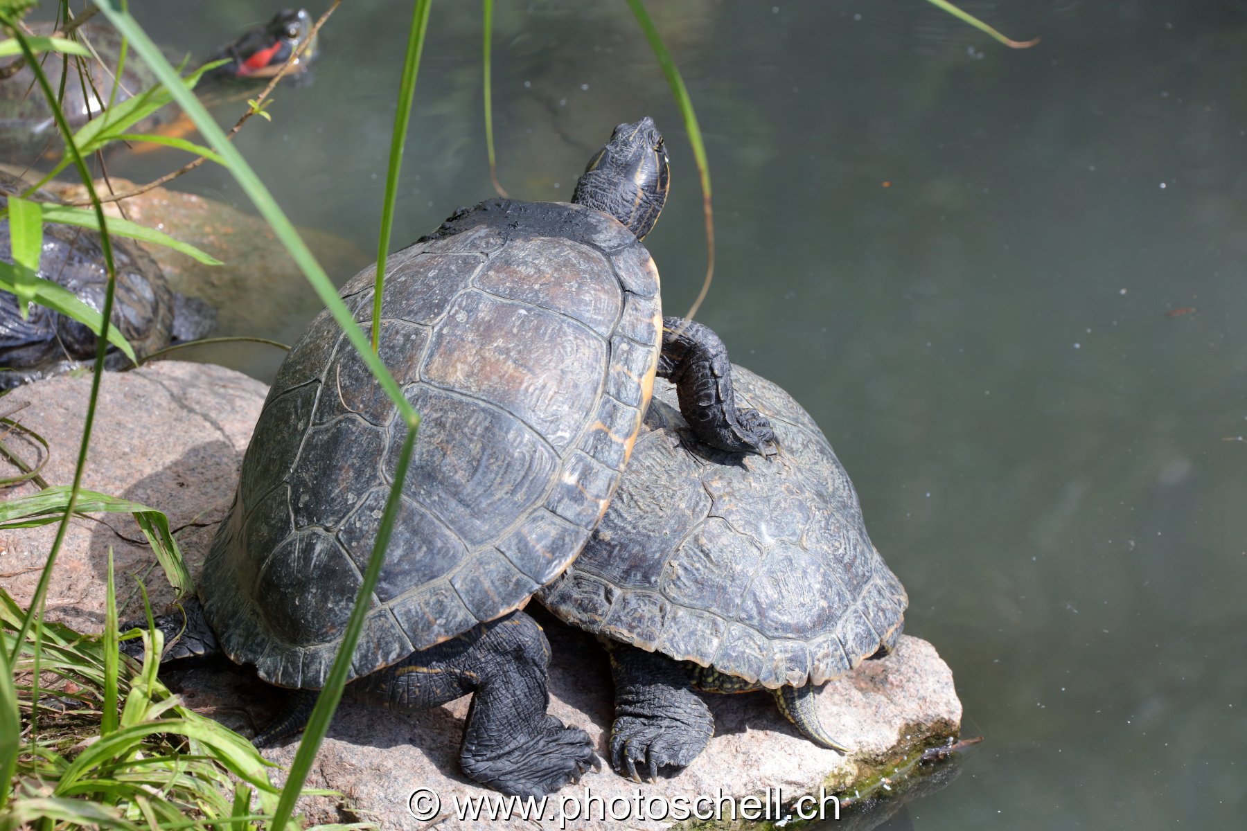 Tortues en pleine copulation