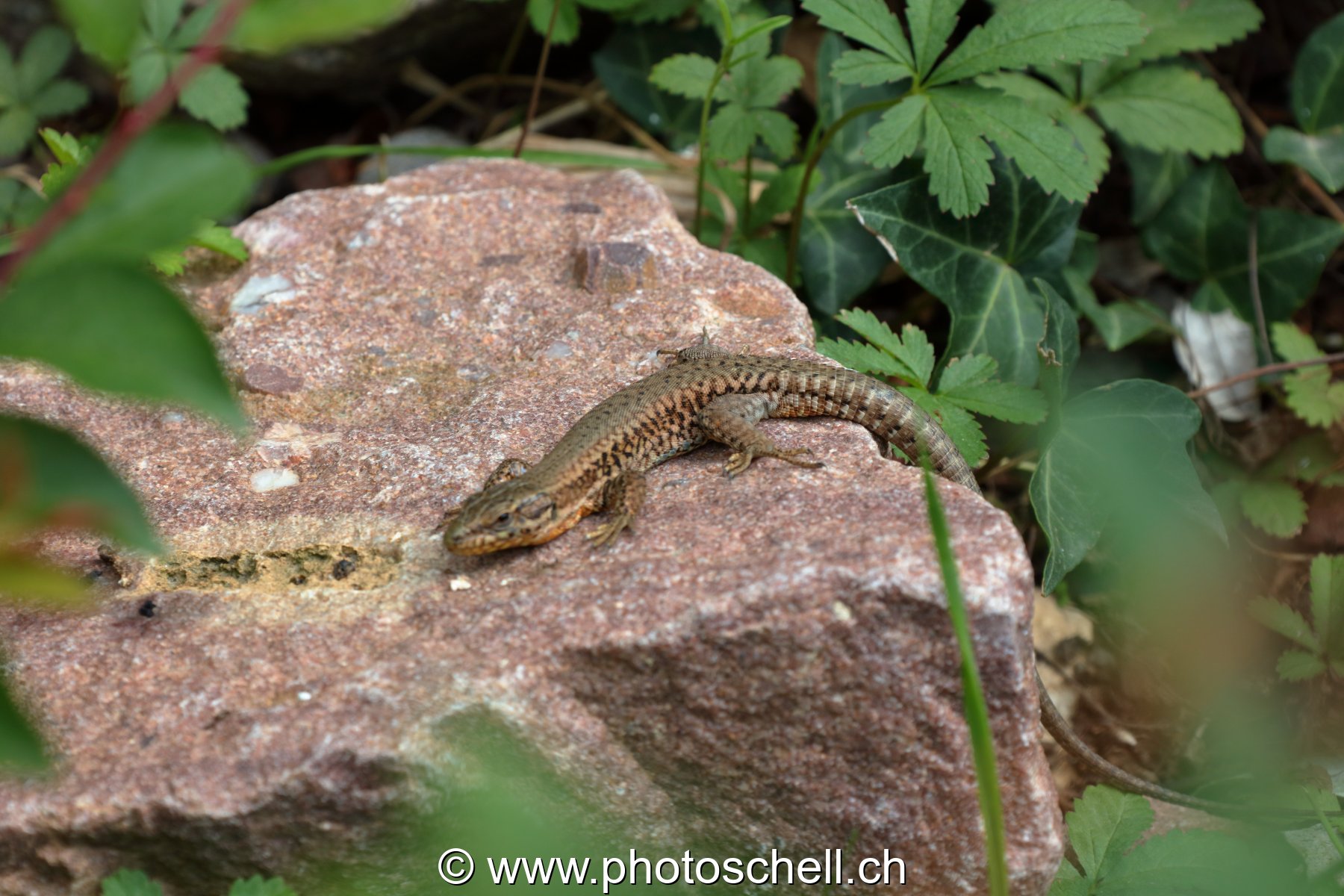 Lézard