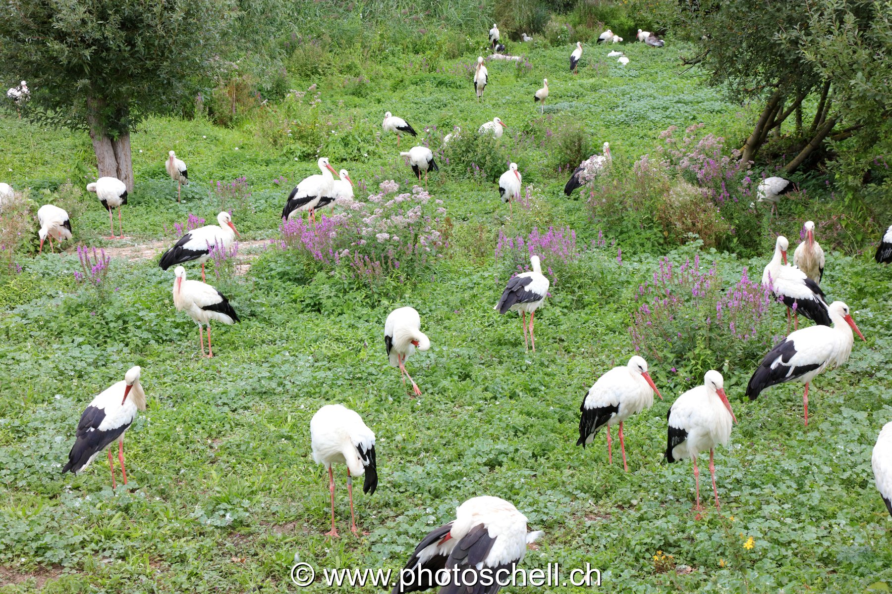 Cygognes