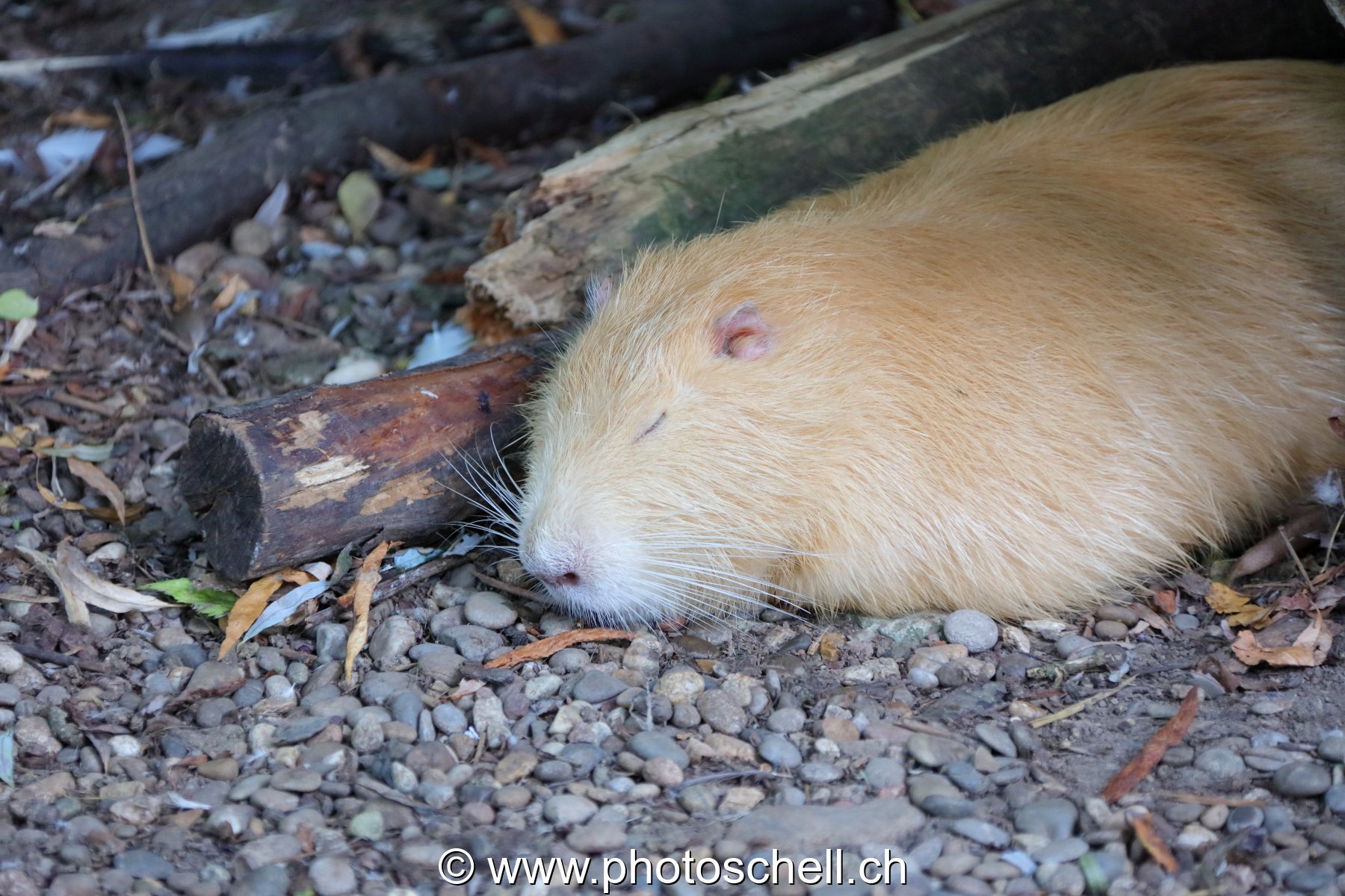 Ragondin faisant la sieste