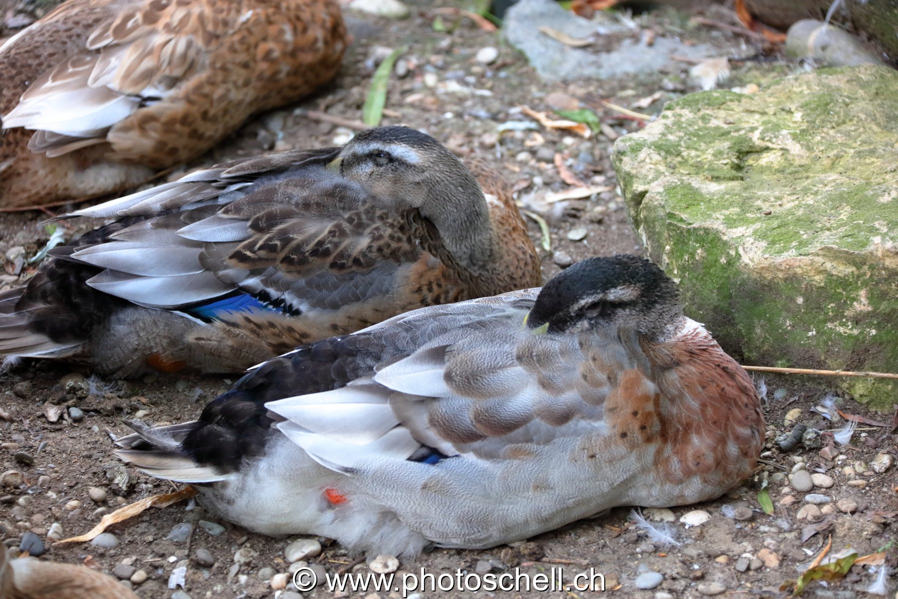 Canards endormis