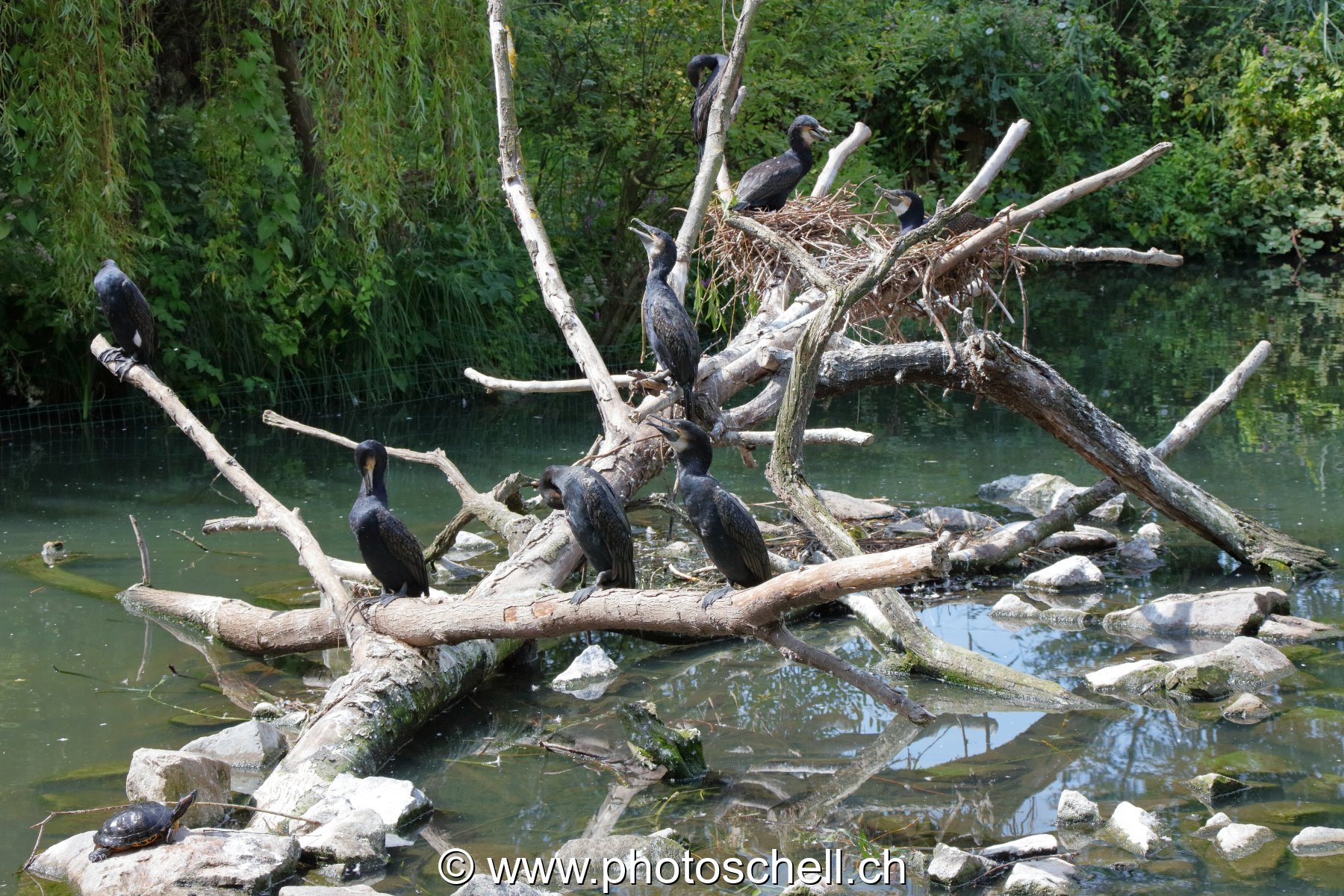 Regroupement de cormorans