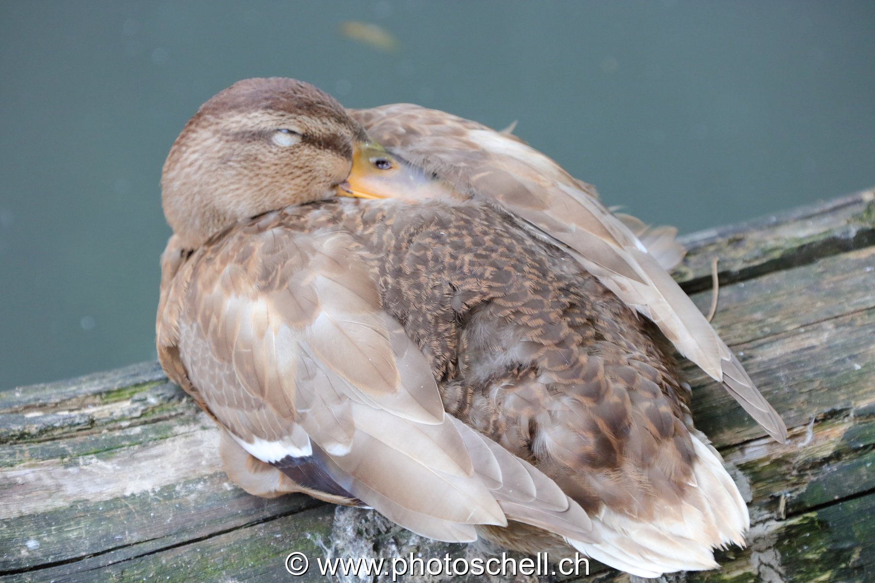 Canard endormi