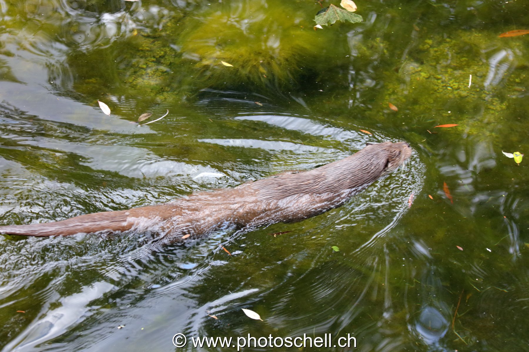 Loutre