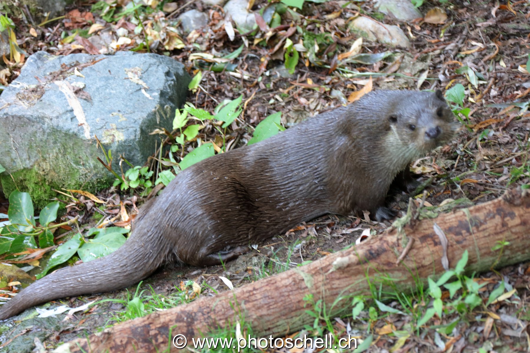 Loutre