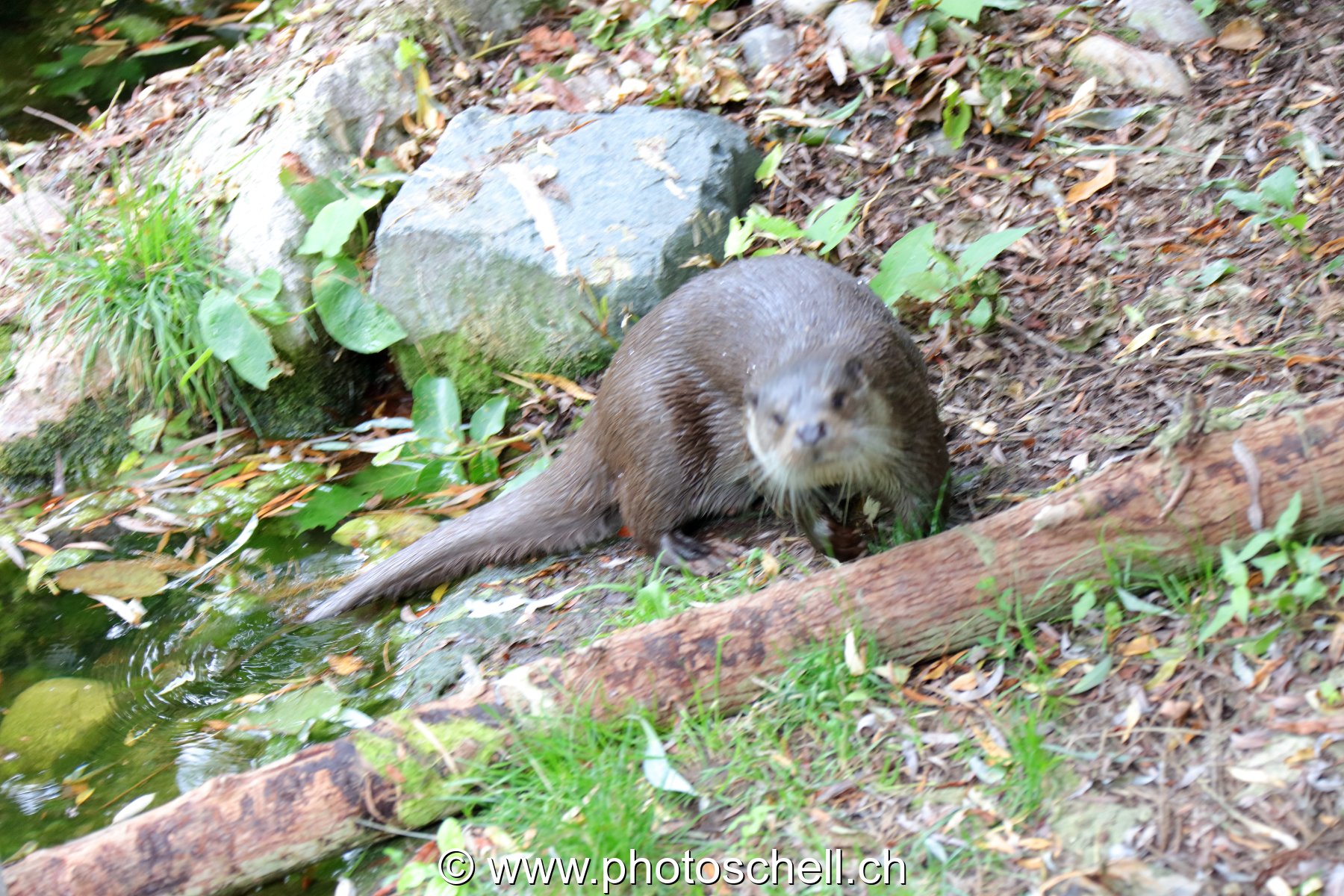 Loutre