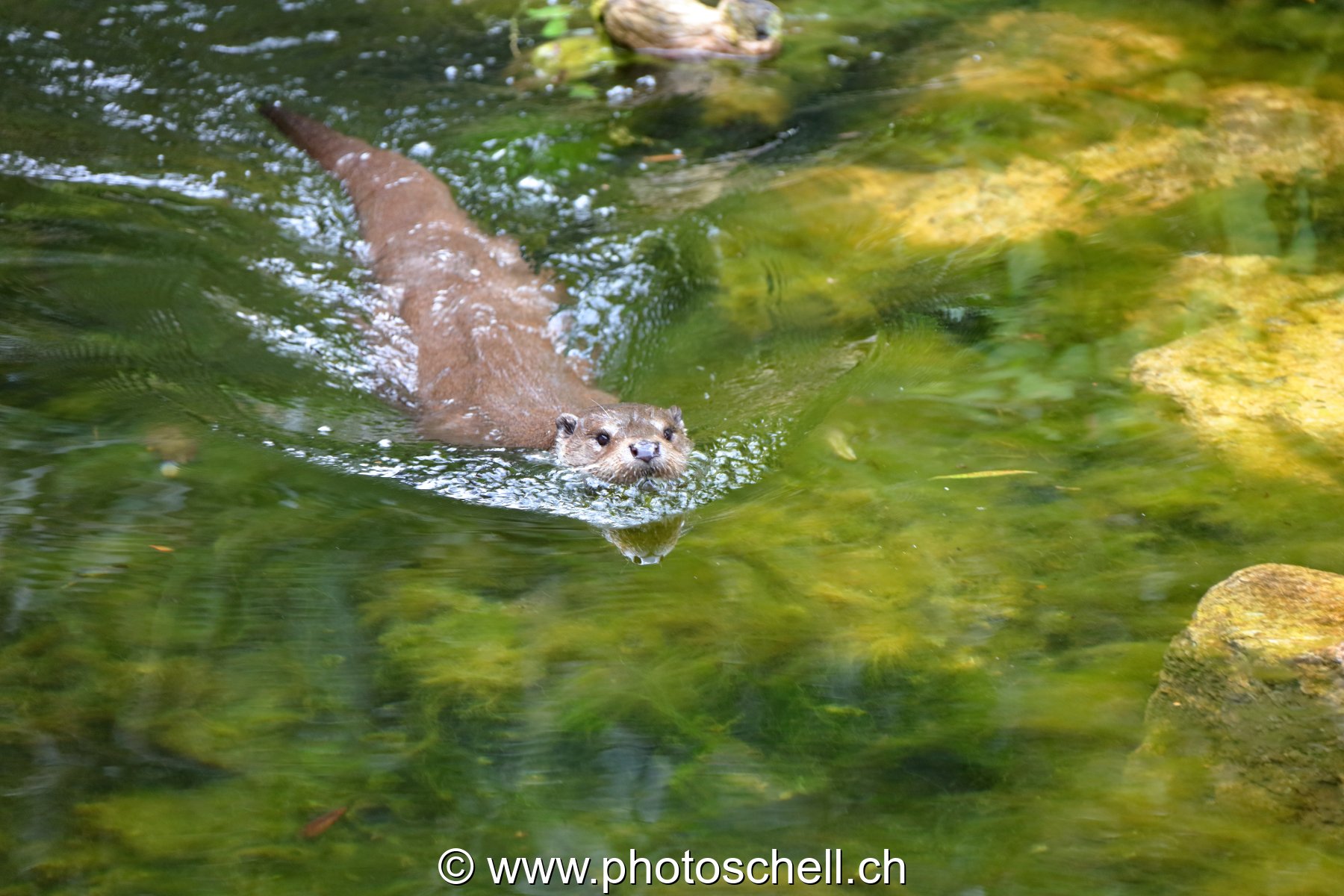Loutre