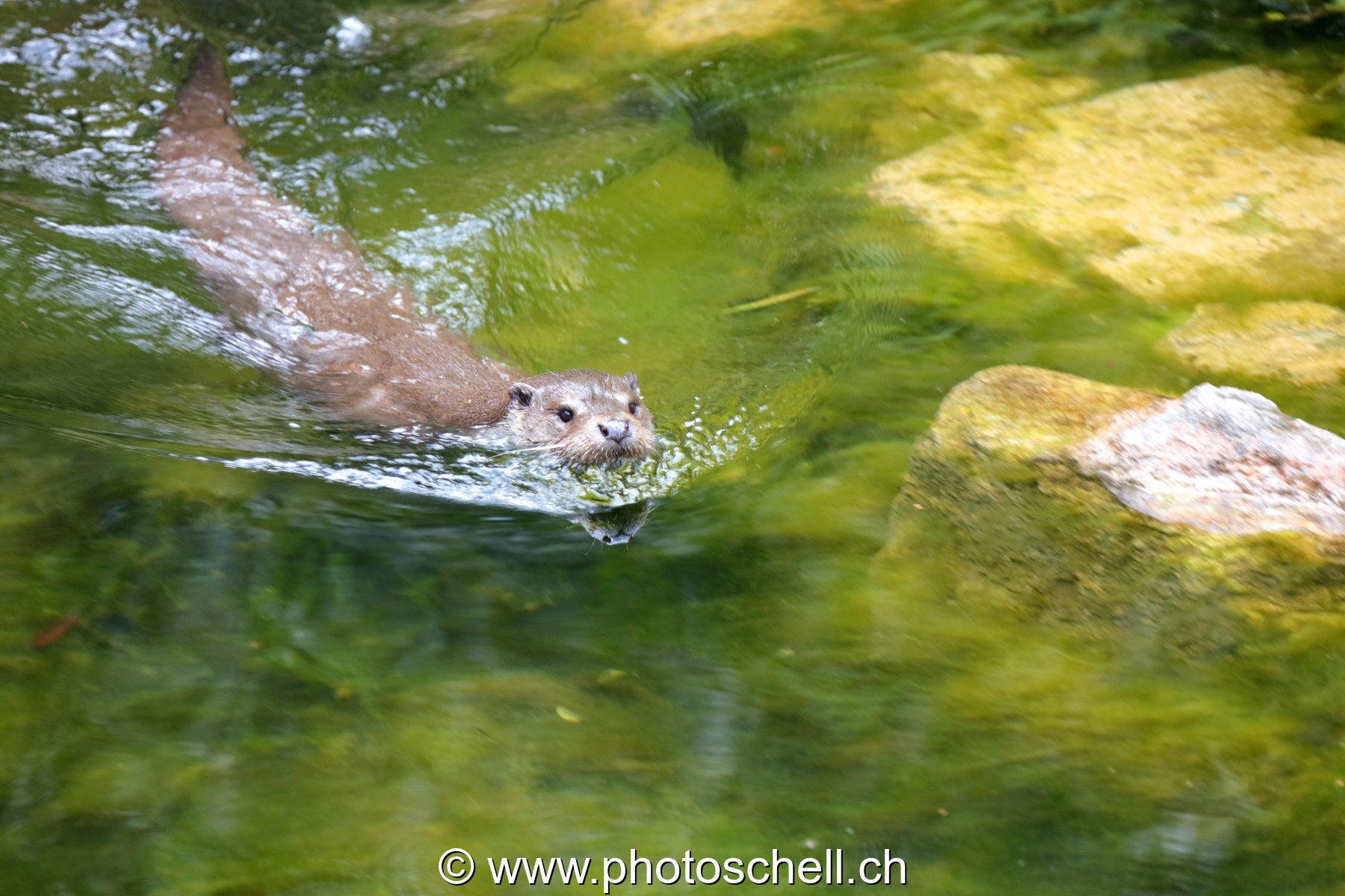Loutre