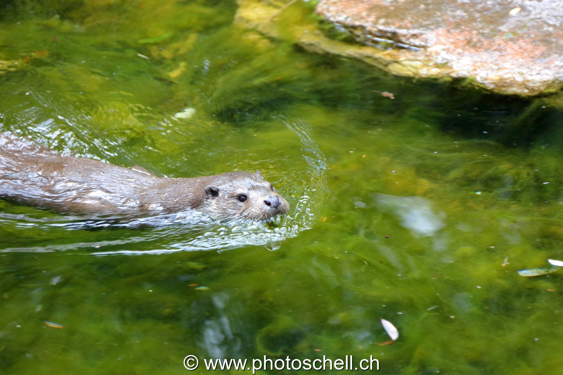 Loutre