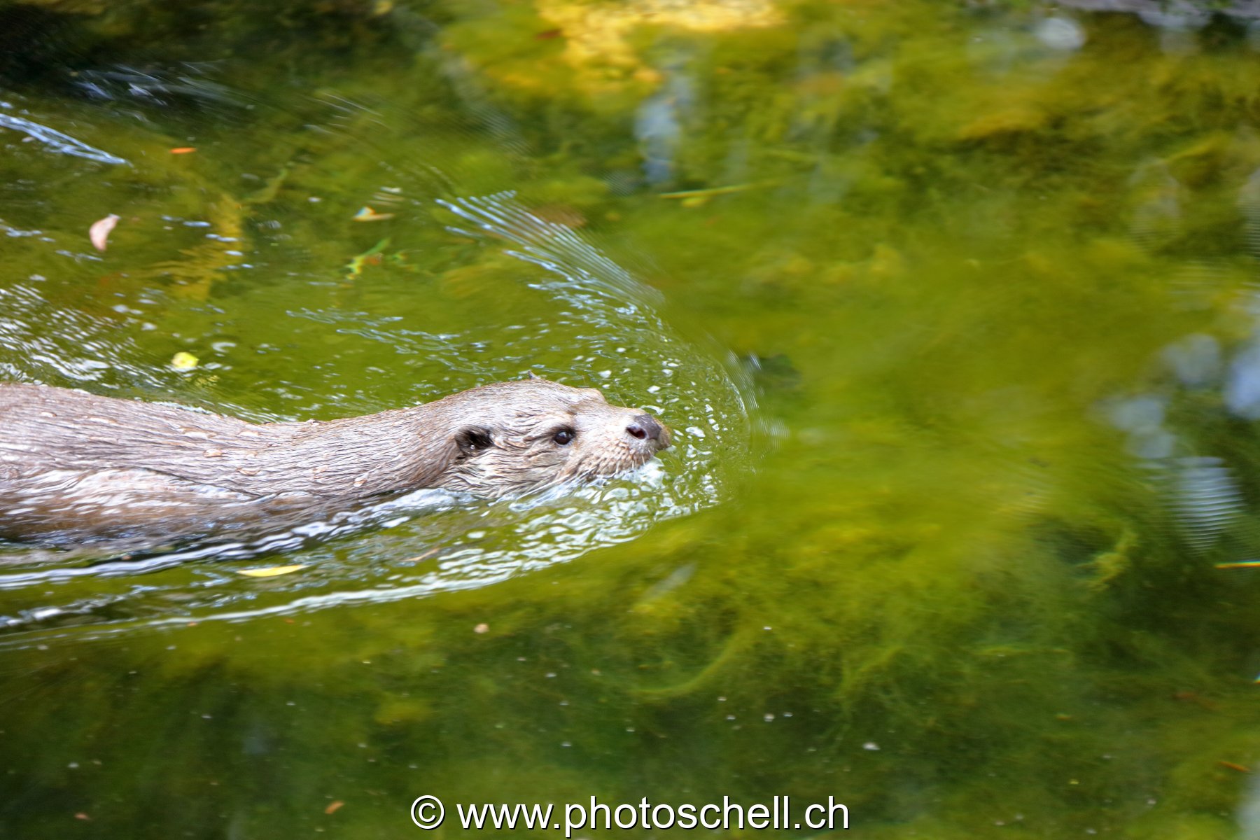 Loutre