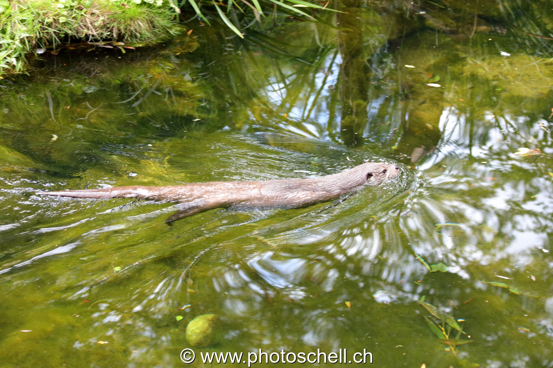 Loutre