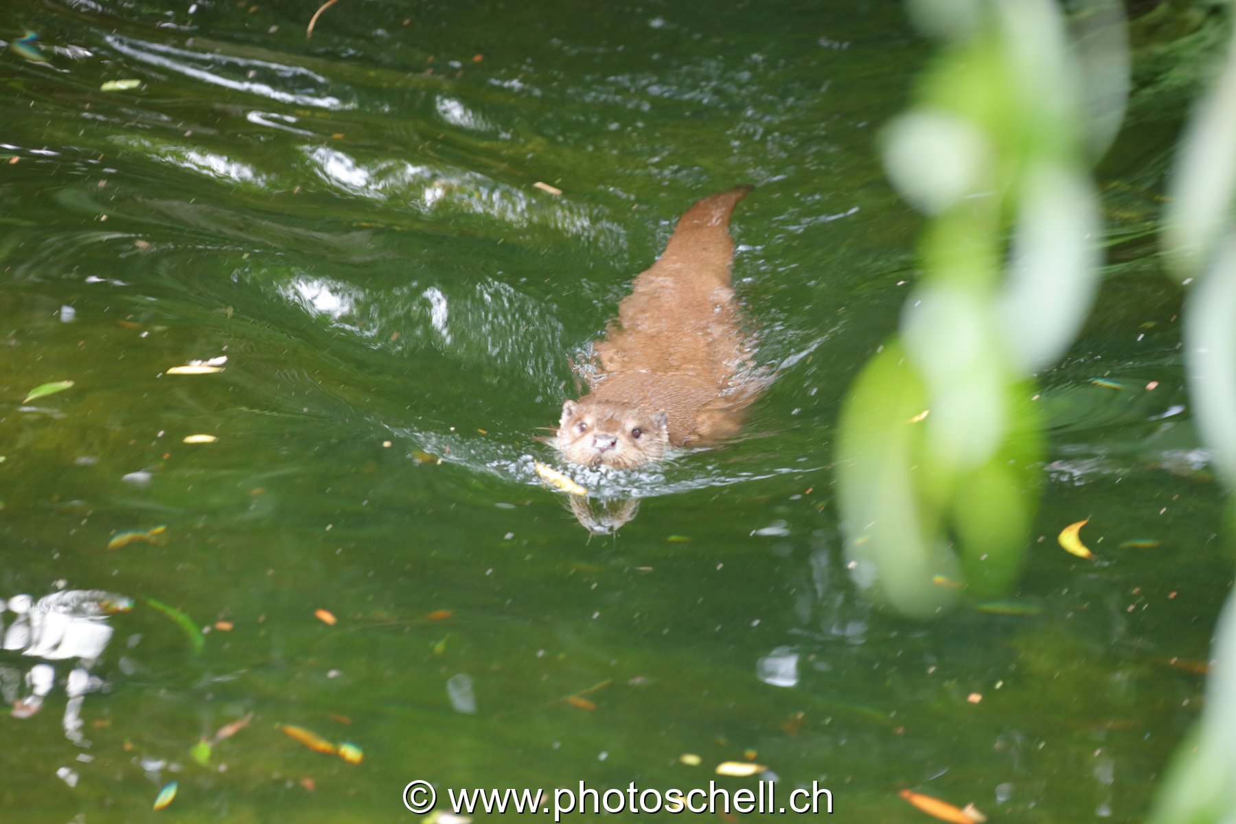 Loutre