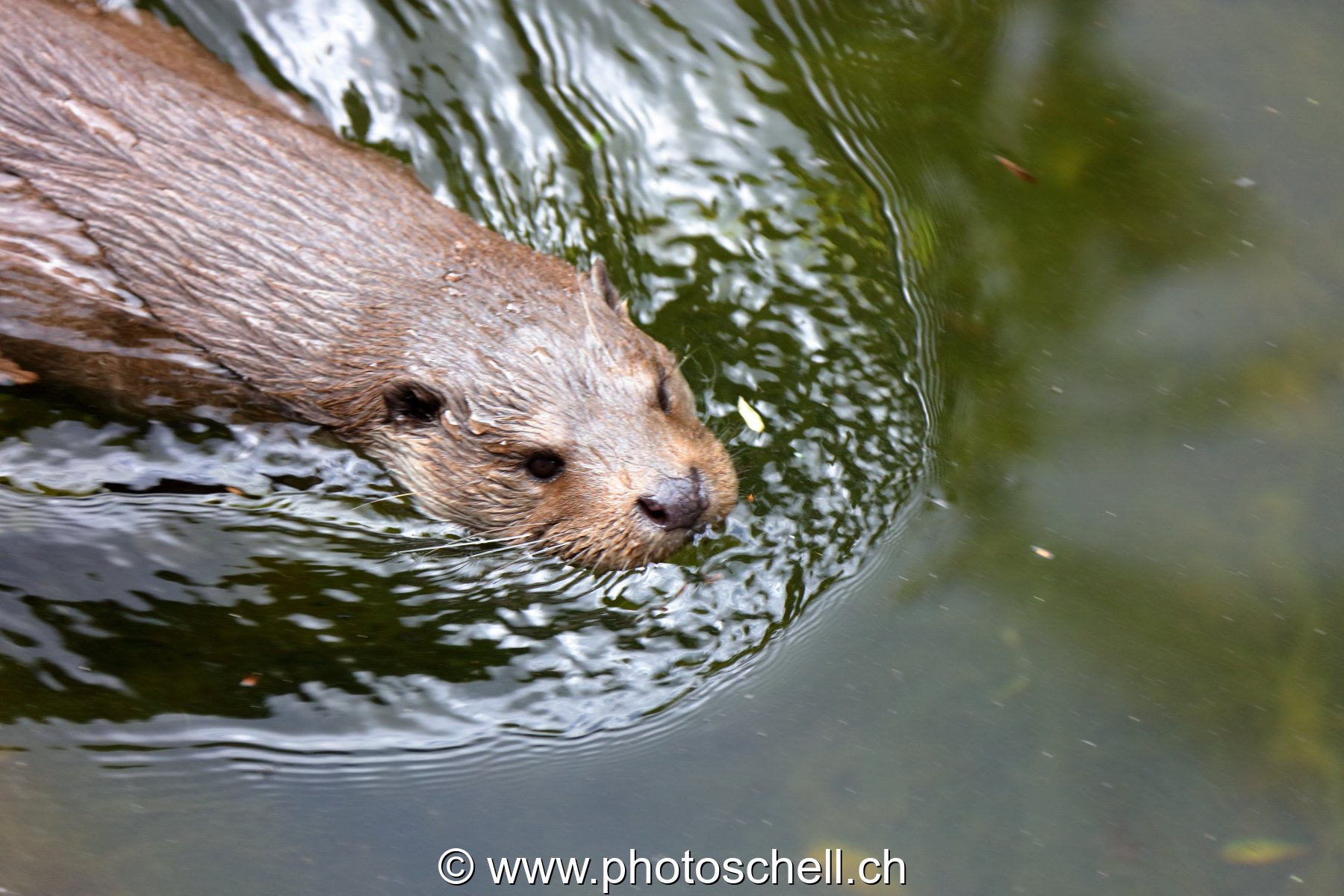 Loutre
