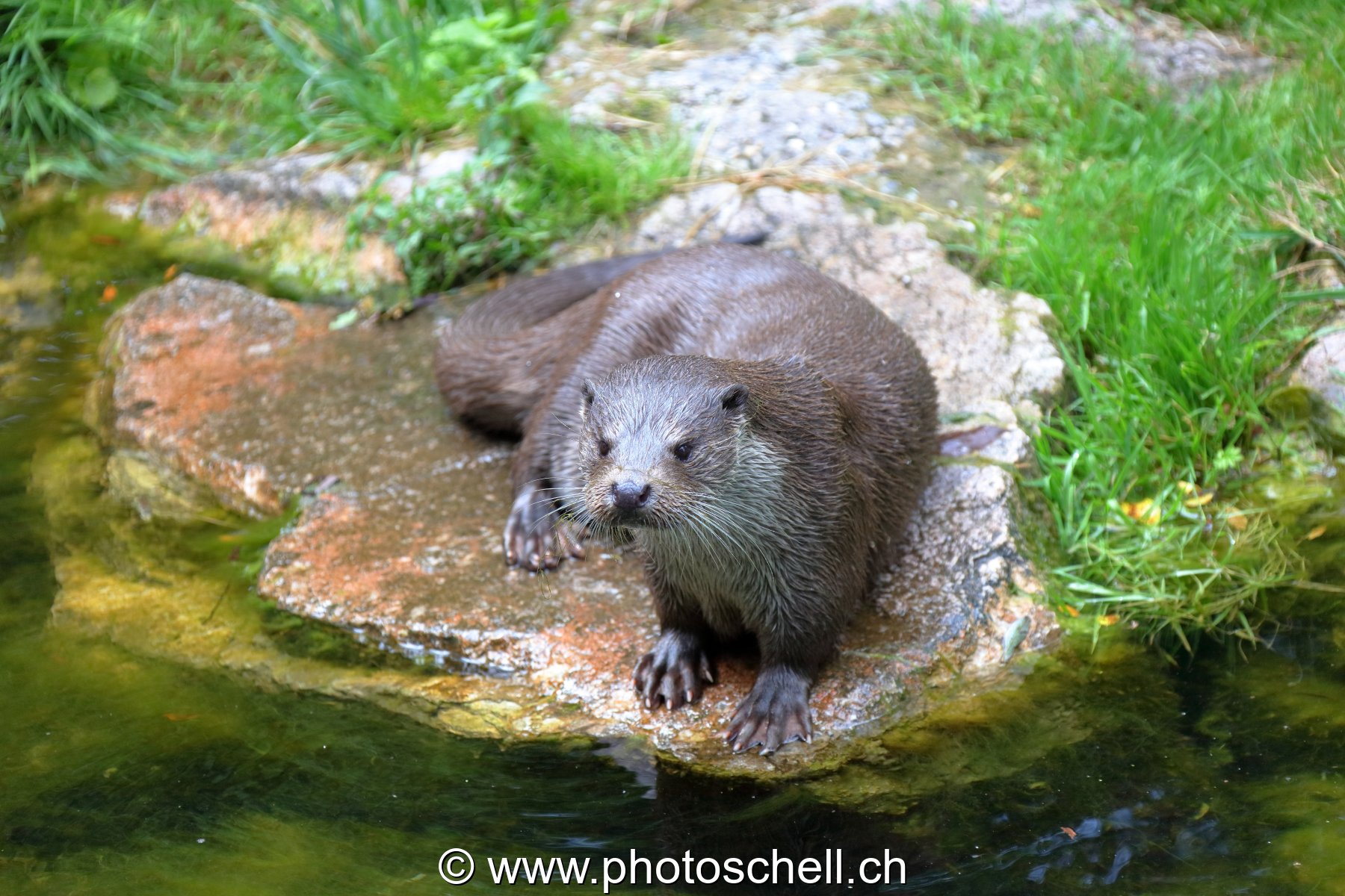 Loutre