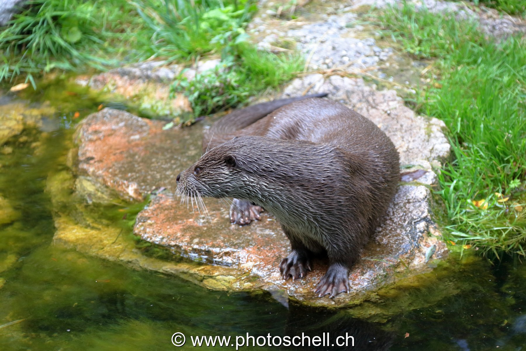 Loutre