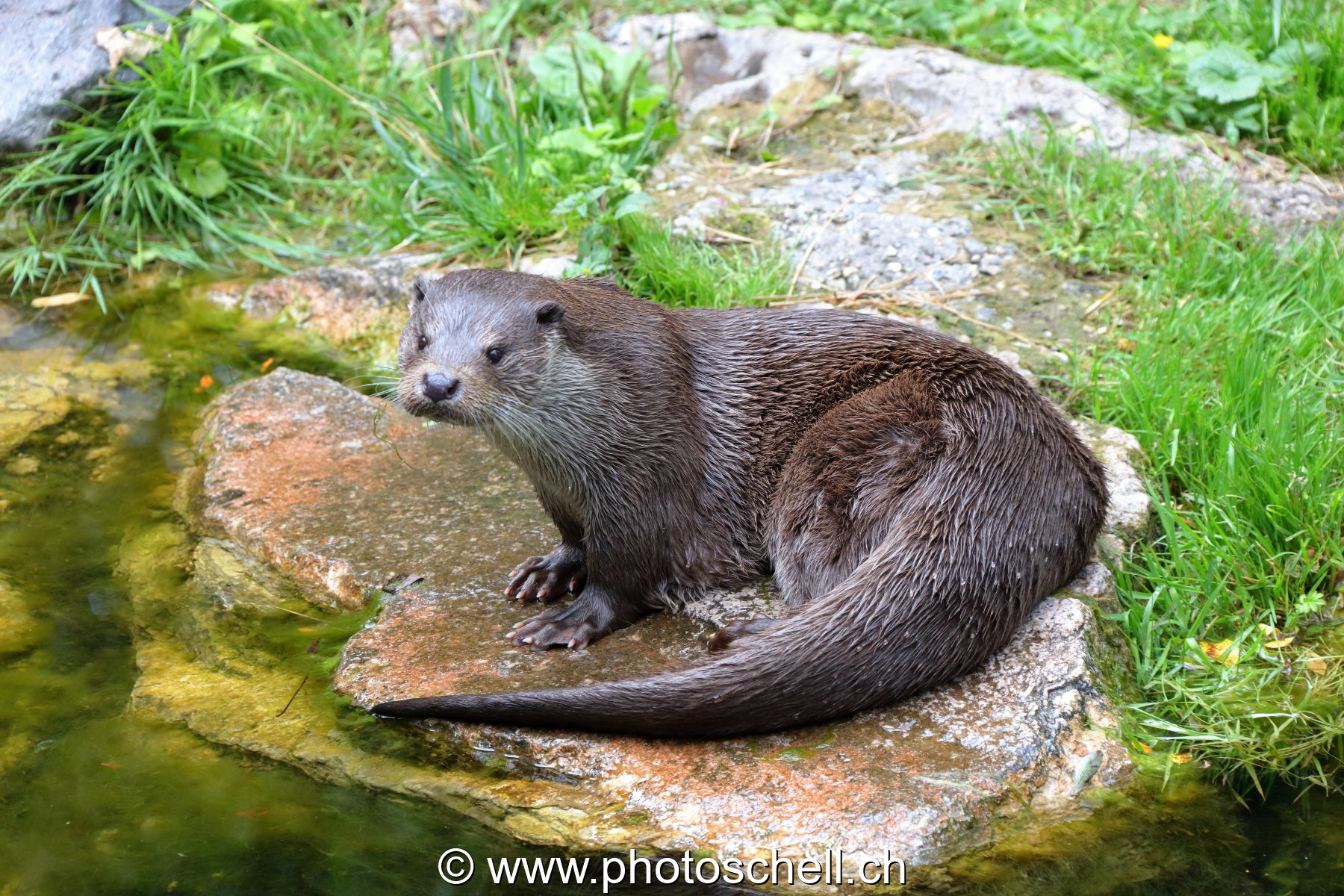 Loutre