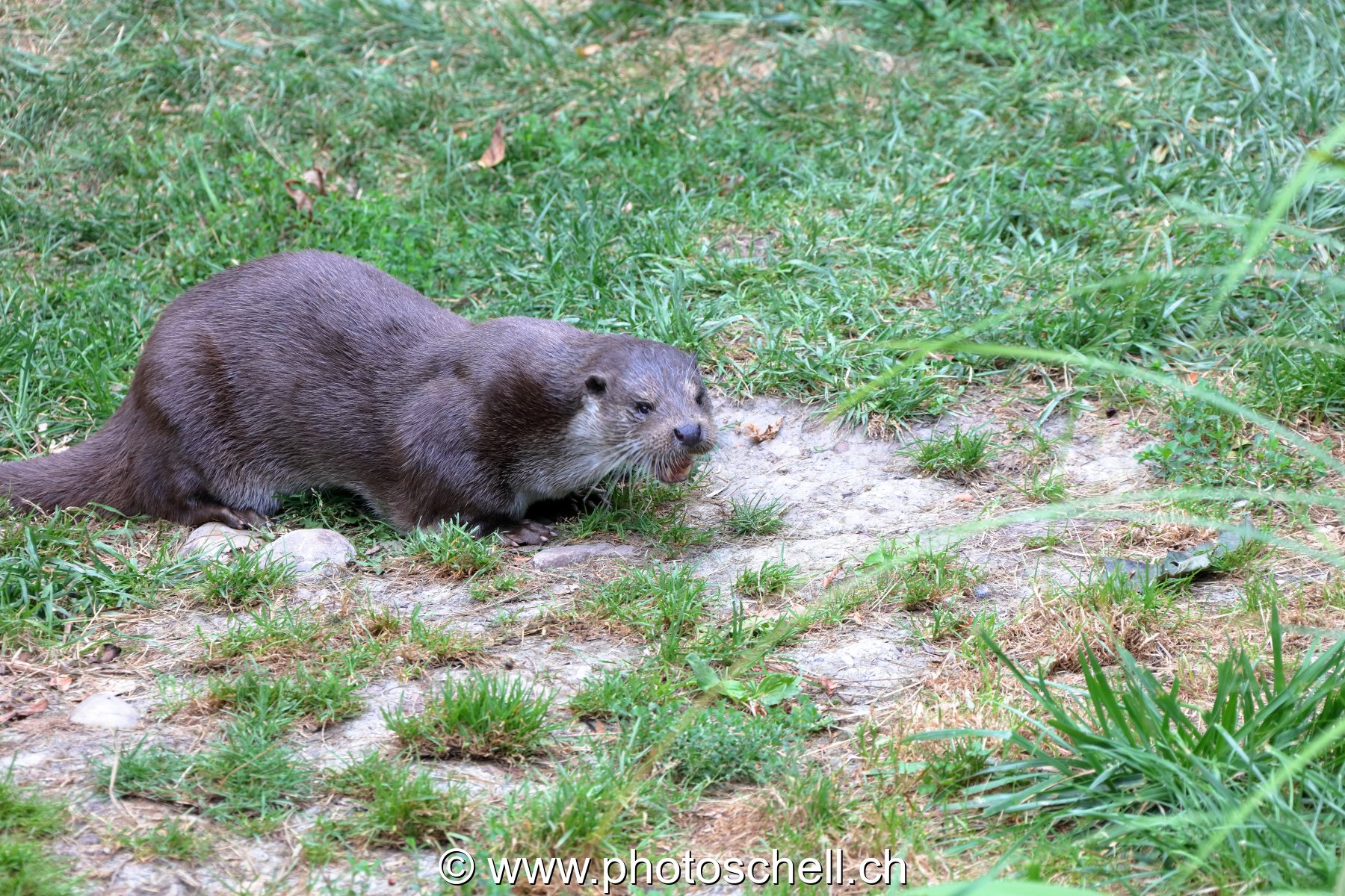 Loutre