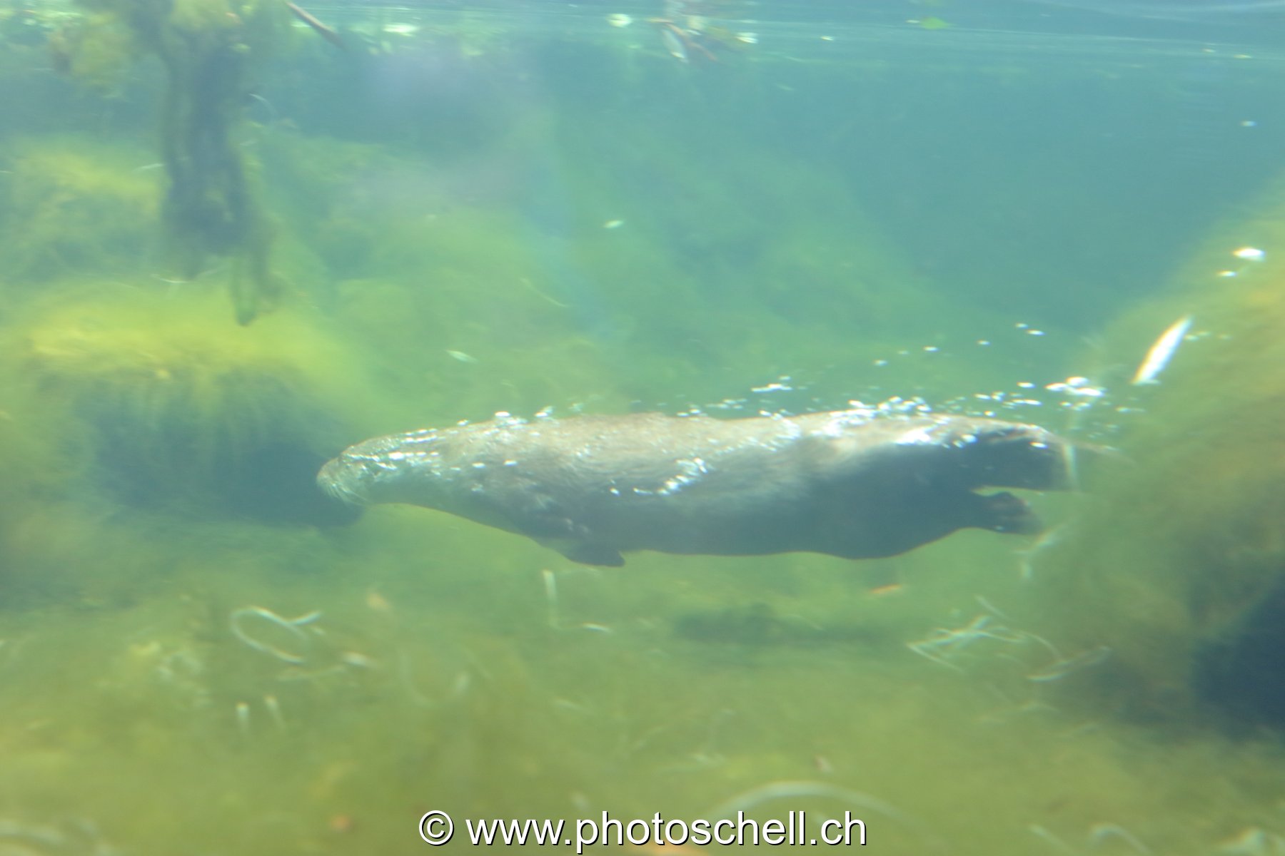 Nage sous l'eau