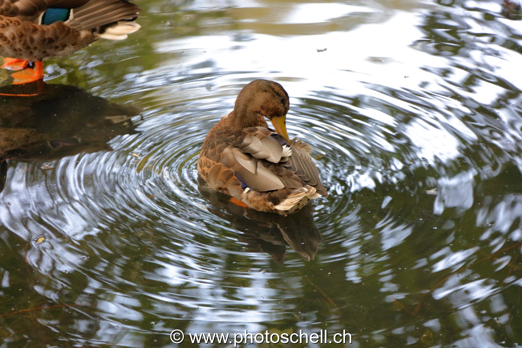 Canard nettoyant ses plumes