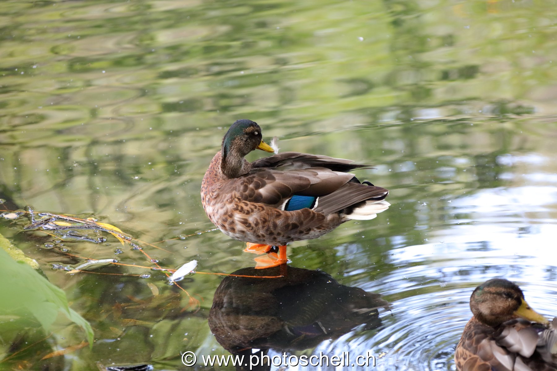 Canard nettoyant ses plumes