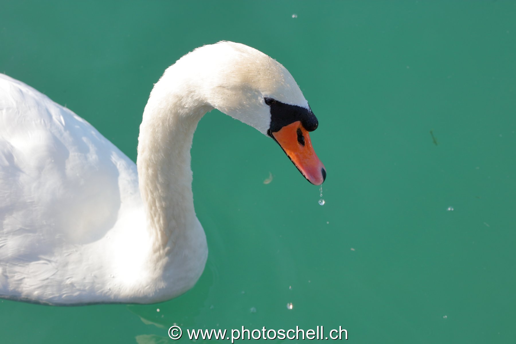 Cygne
