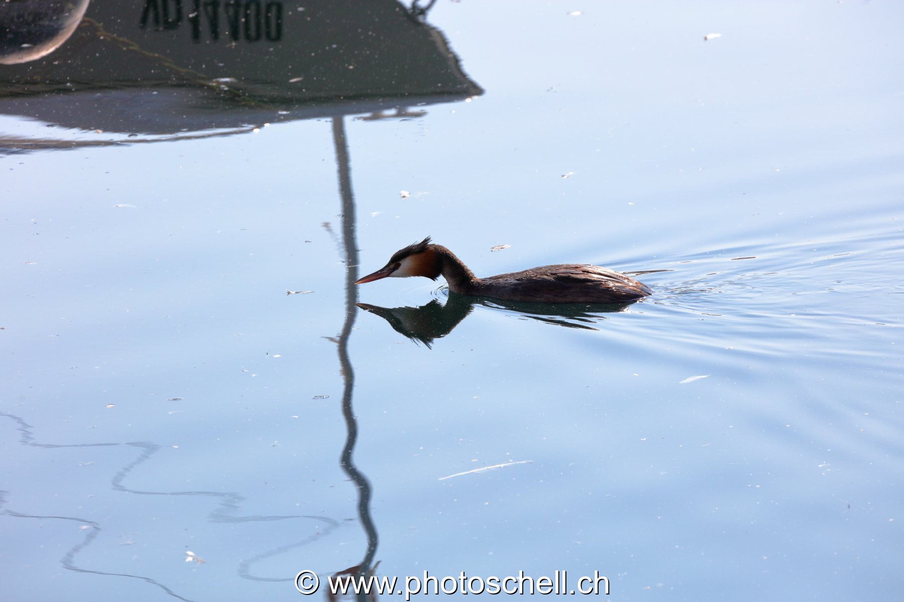 Oiseau d'eau