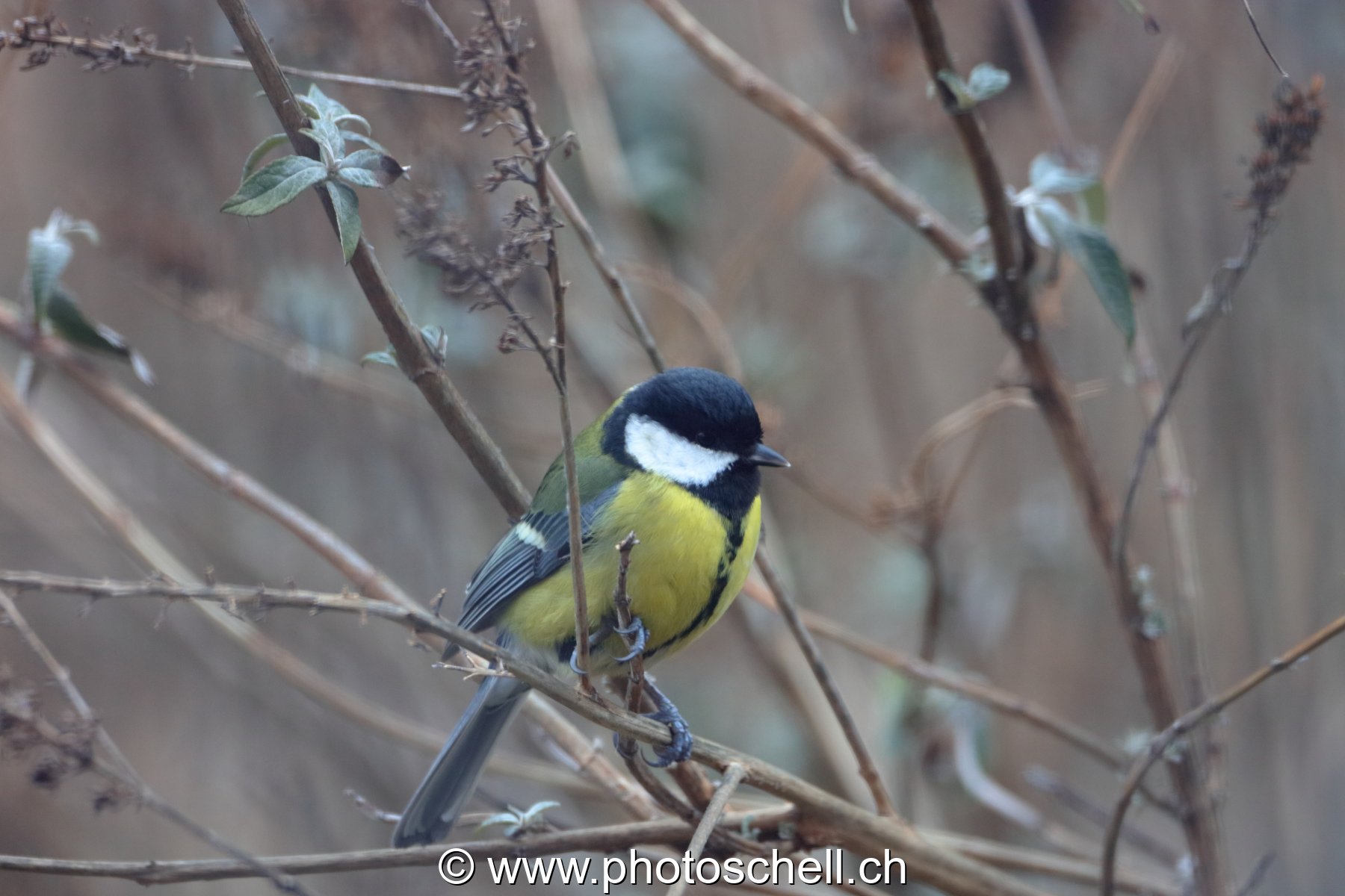 Mésange