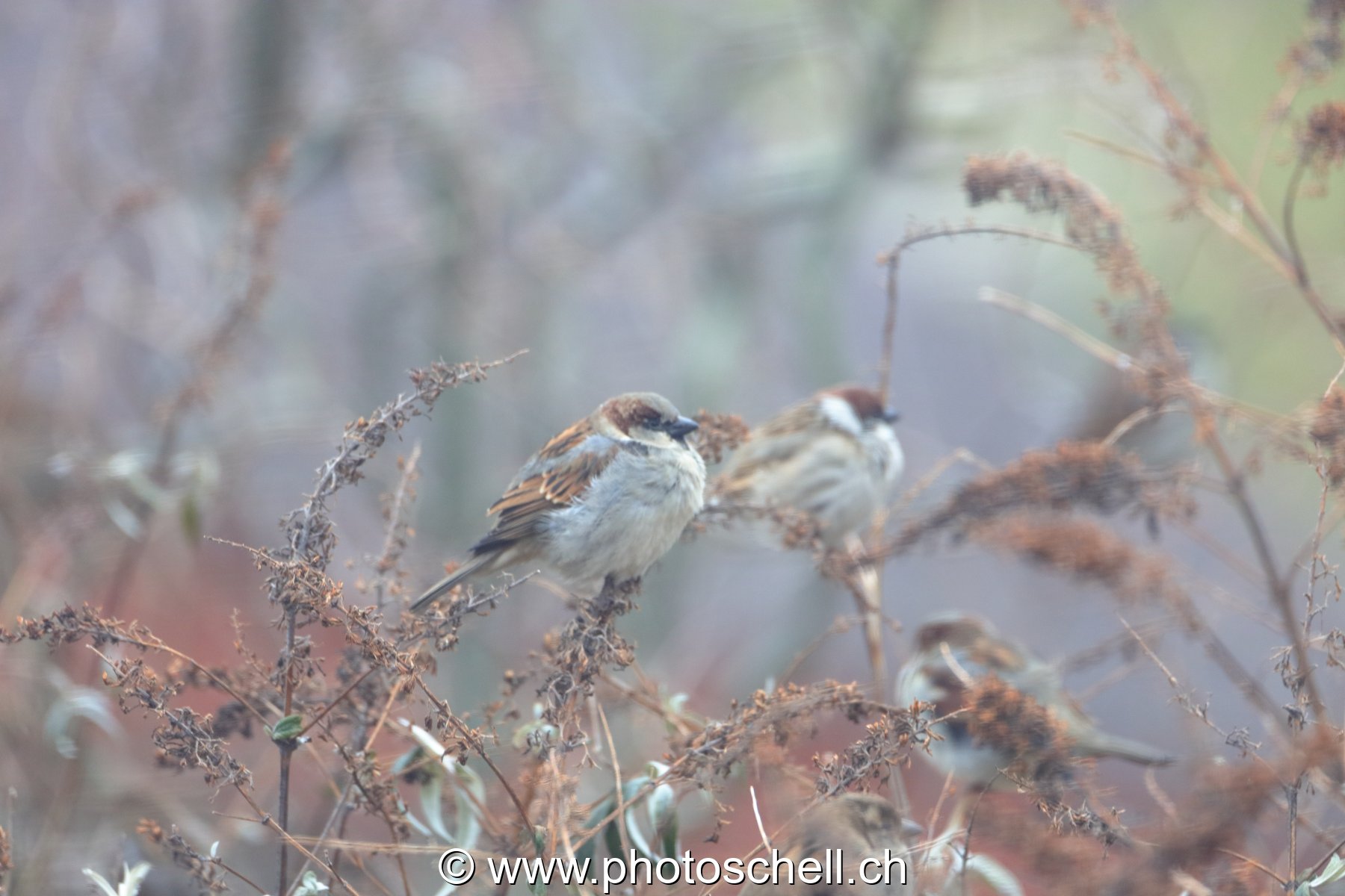 Oiseaux